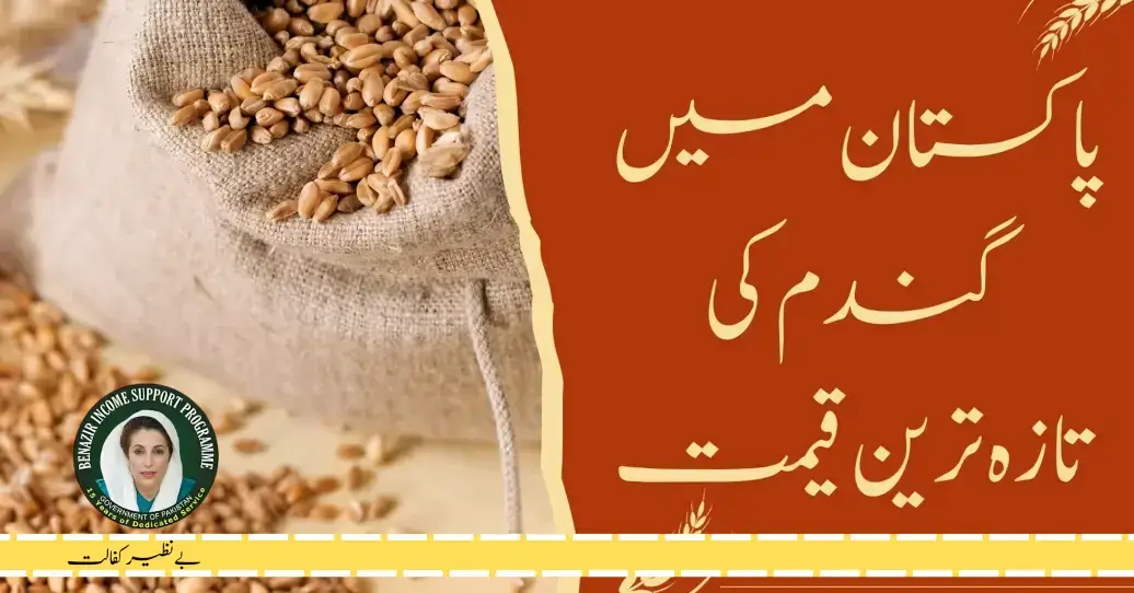 Today's Wheat Price In Pakistan 2024 Latest Updates And News